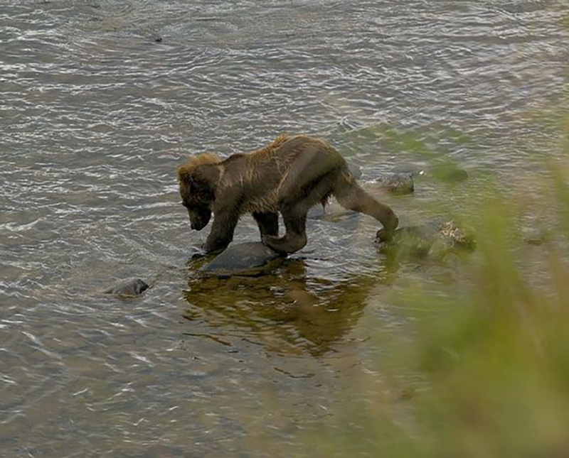 bear-cub-in-water