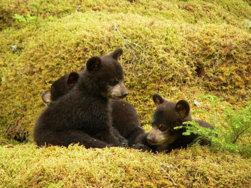 bear cubs playing