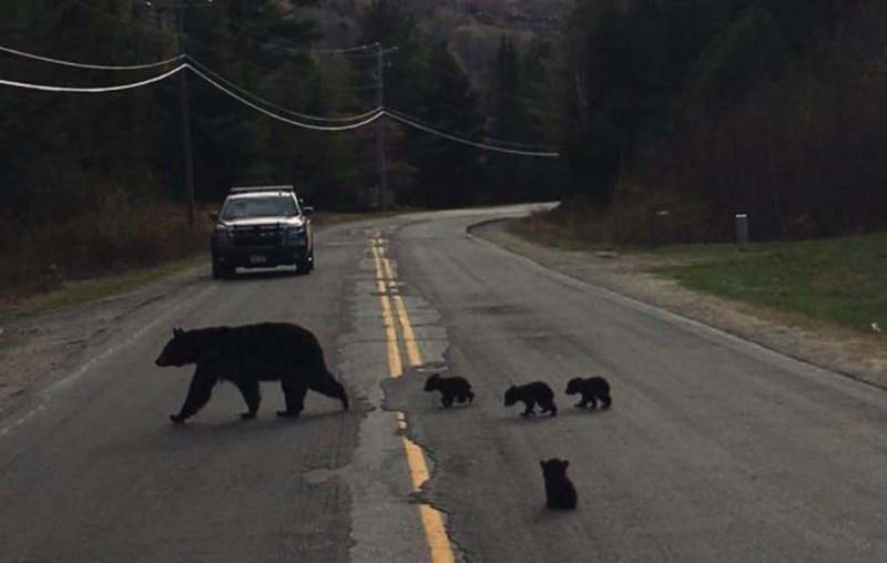 bears-in-the-road
