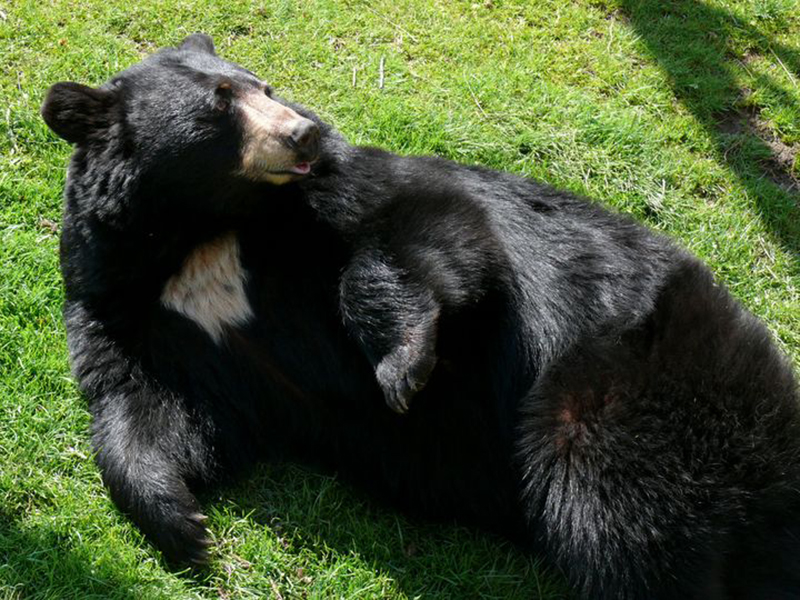 black-bear