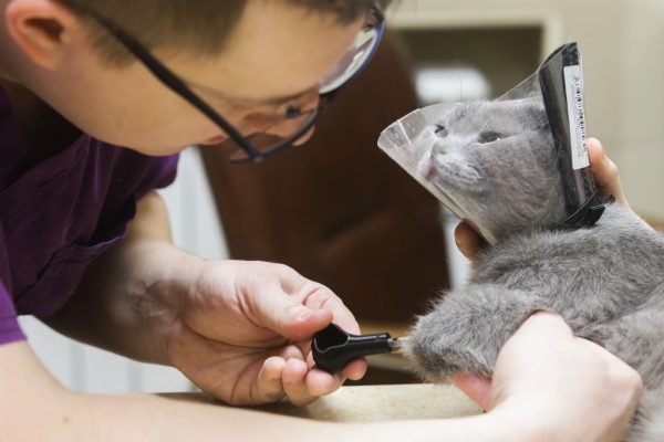  A vet implanting 3D printed bionic prosthetic legs to cat named Dymka in the veterinary clinic Best; the cat lost its legs after an ice burn. Kirill Kukhmar/TASS (Photo by Kirill KukhmarTASS via Getty Images)