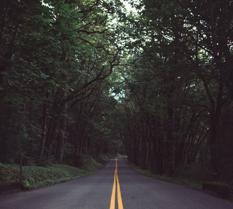road-under-trees