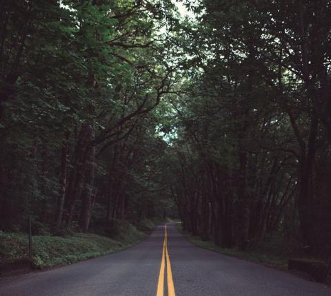 road-under-trees