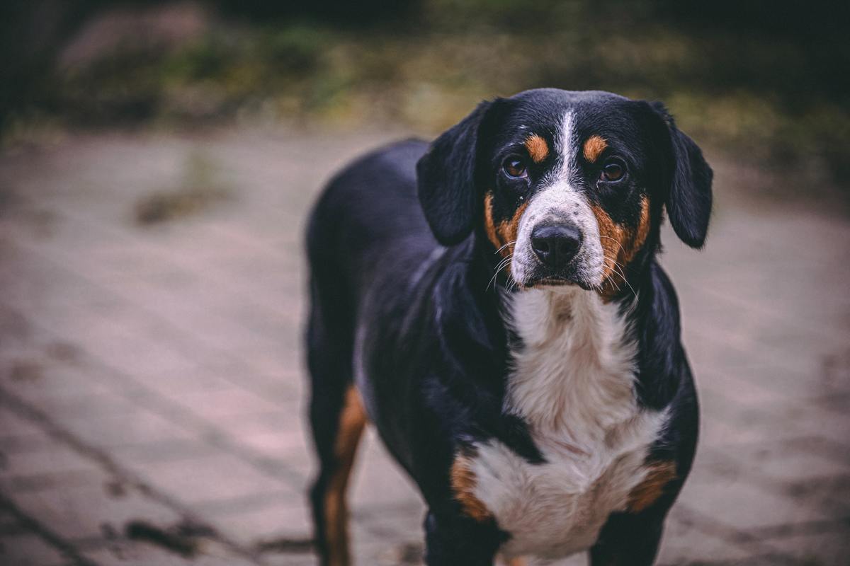 An Appenzeller Sennenhung stands on all fours and looks into the camera.