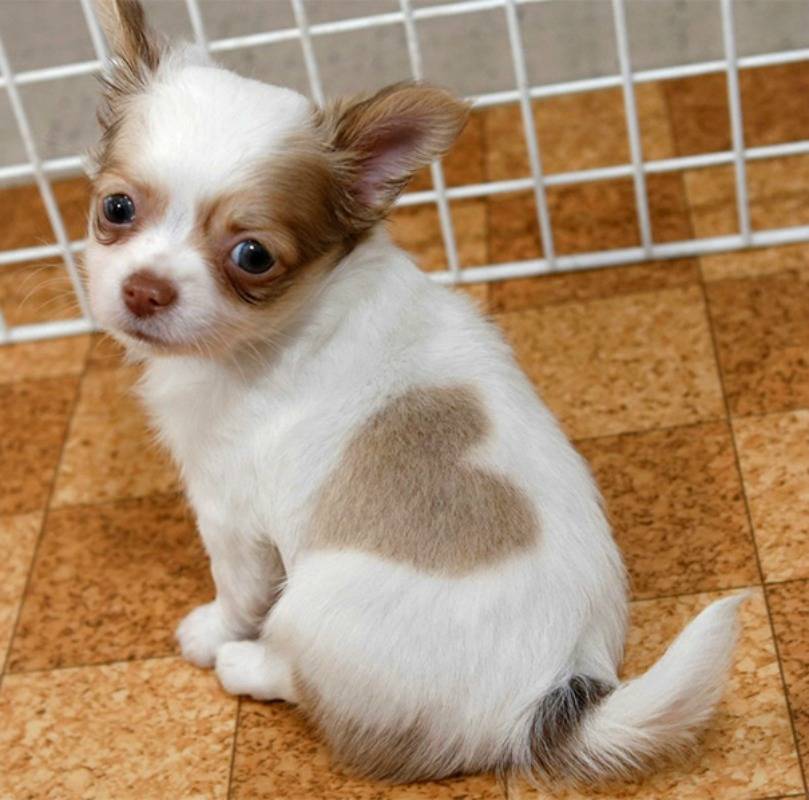 003-he-wears-his-heart-on-his-sleeve-2562431-84709