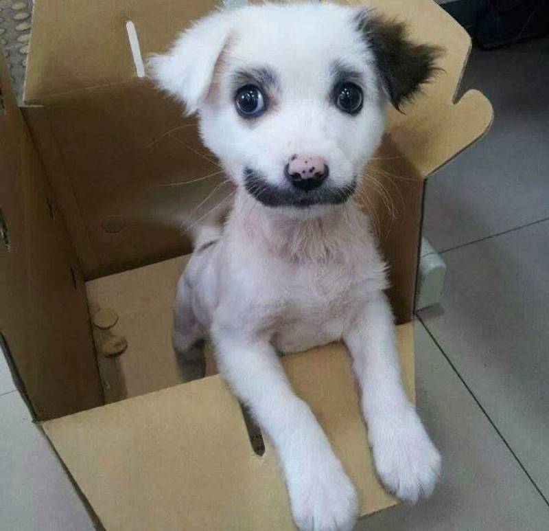 AnimalLoveEdits_01-62429