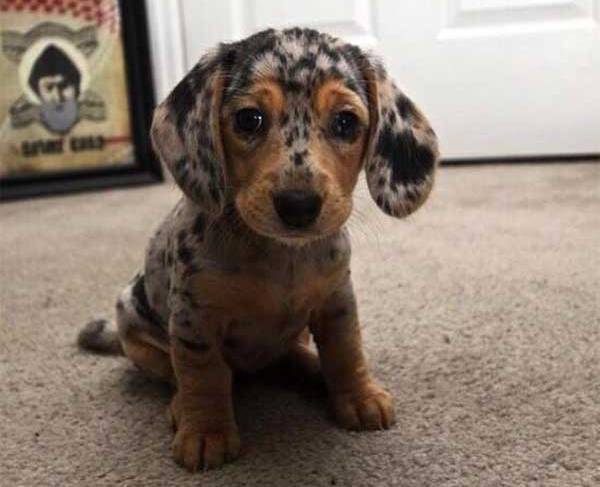 AnimalLoveEdits_02-24560