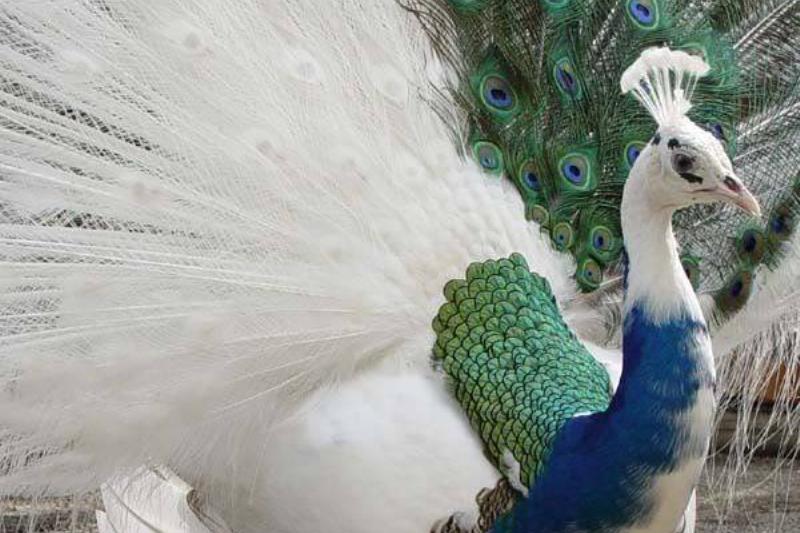 AnimalLoveEdits_03-86276