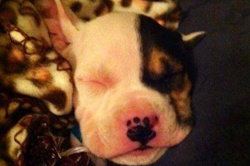 AnimalLoveEdits_09-96938