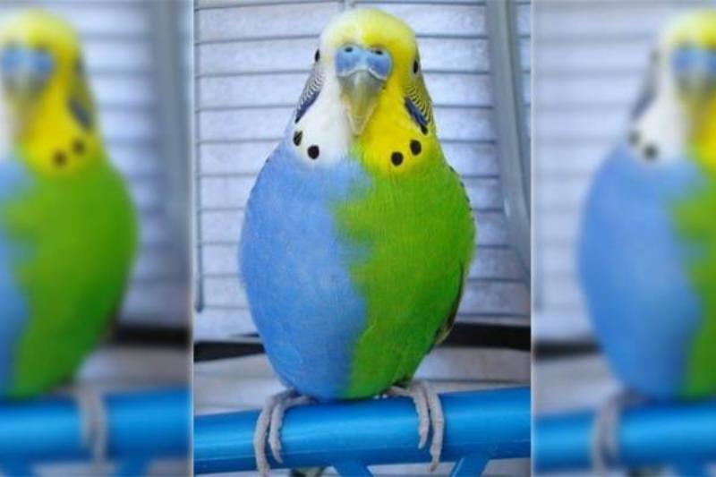 AnimalLoveEdits_12-66908