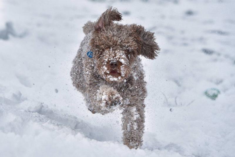 The Spanish Water Dog Is A Vigilant Watchdog