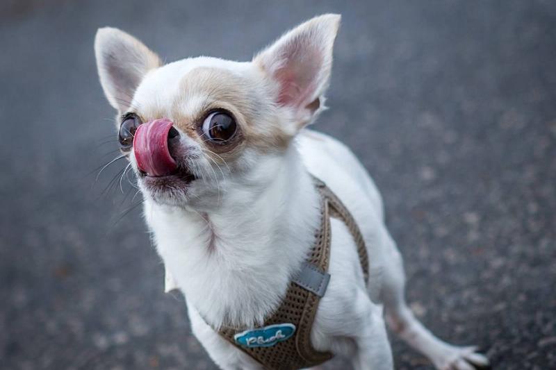 Chihuahuas Are Small But Feisty