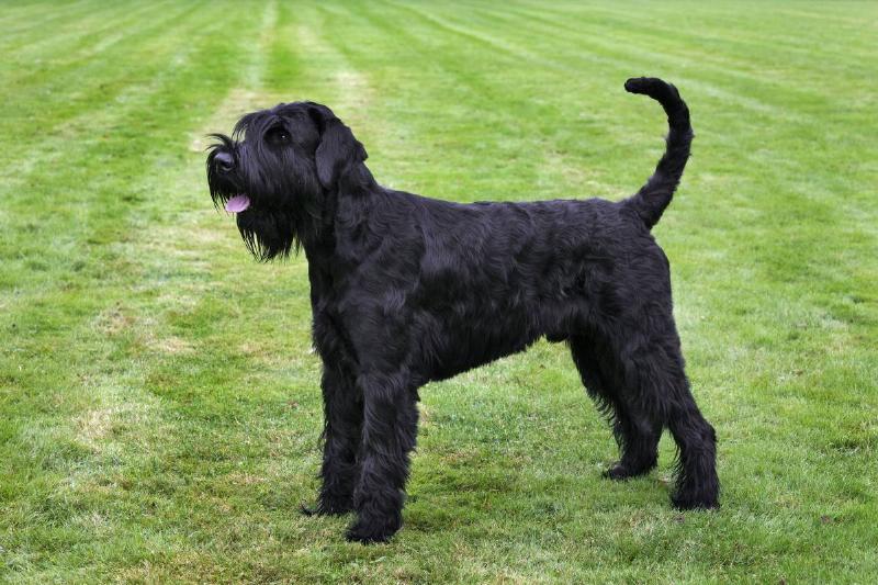 Giant Schnauzer Is Valiant And Bold