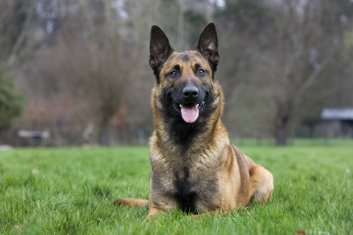 Belgian Malinois Gaurd The White House