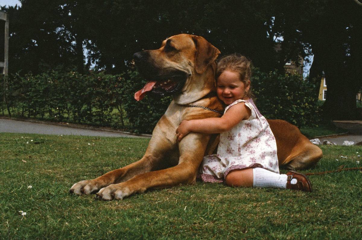 Great Danes Are Alert At Home