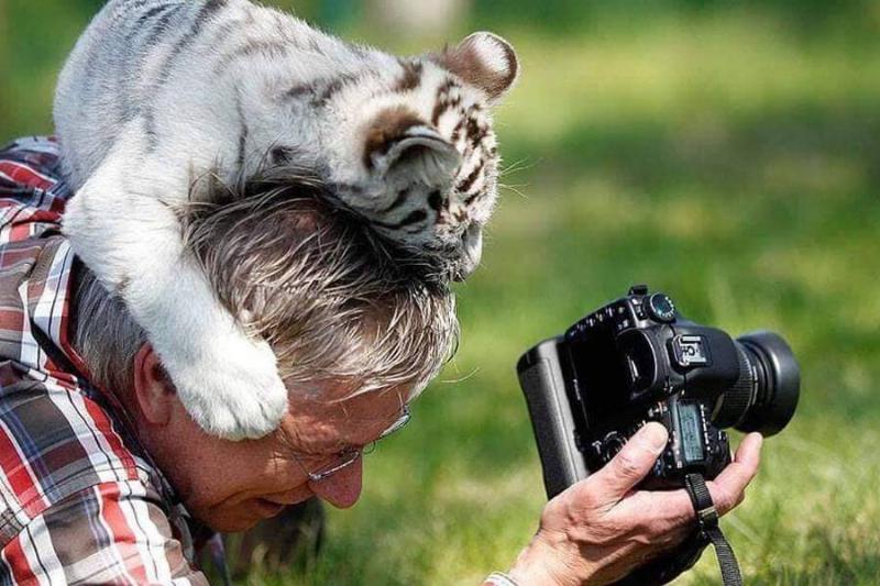 baby-tiger-hat-31630