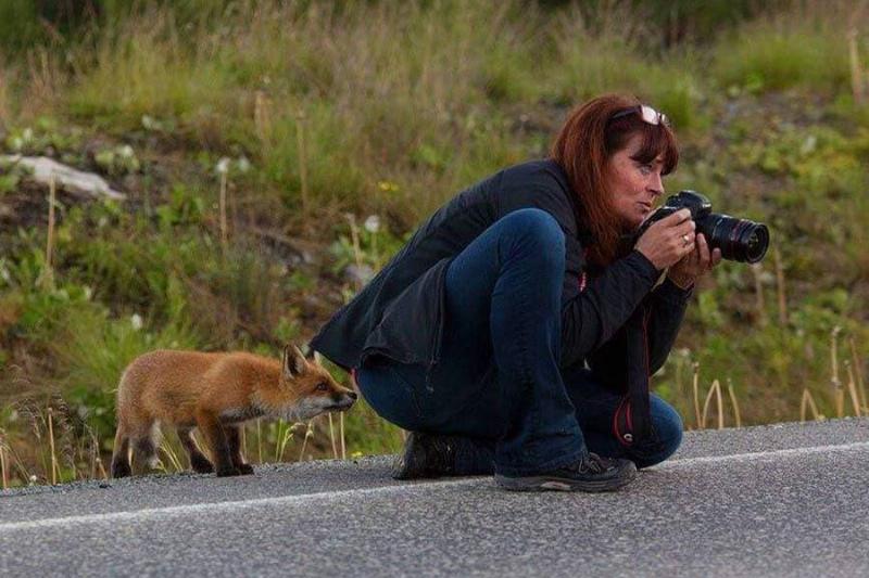 fox-checks-out-photographer-from-behind-59931