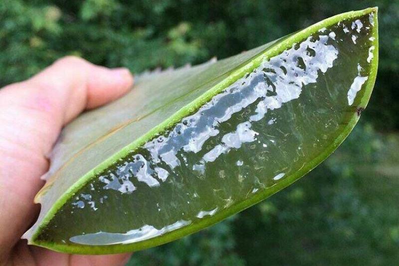 A sliced aloe vera plant shows the juice inside.