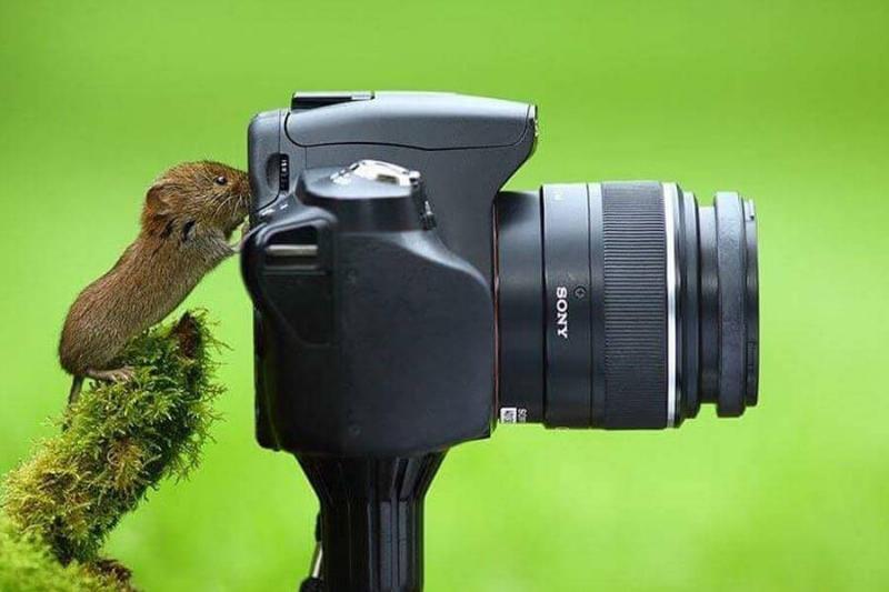 mouse-is-photographer-16168