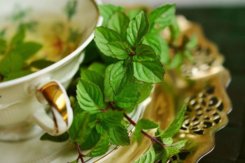 Peppermint leaves border a teacup with steeped mint tea inside.