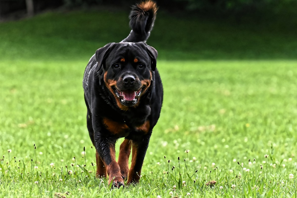 A Rottweiler walks on the grass towards the camera.