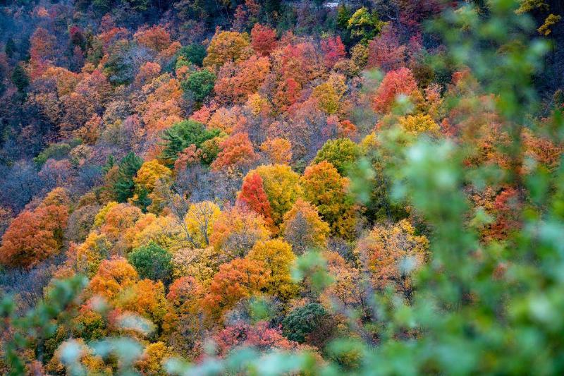 Colorful trees fill the valley of Dundas Peak.