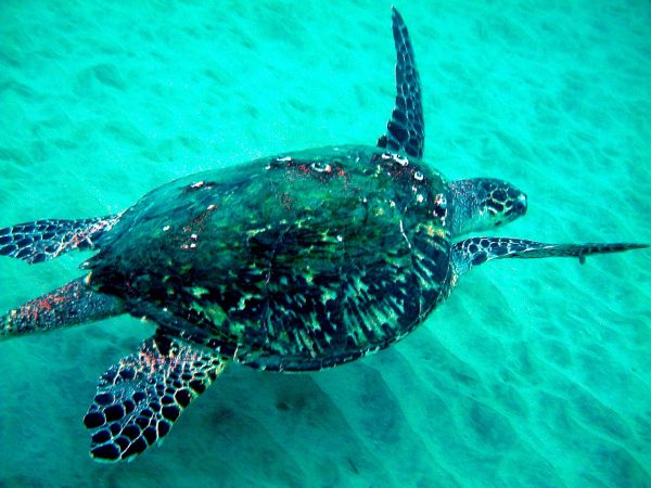 A hawksbill sea turtle in Tobago