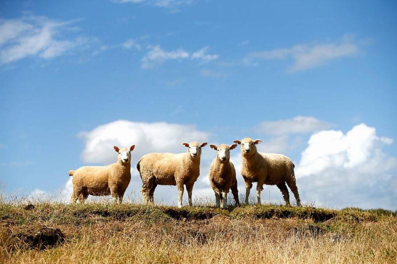 four sheep on the grass in auckland, new zealand