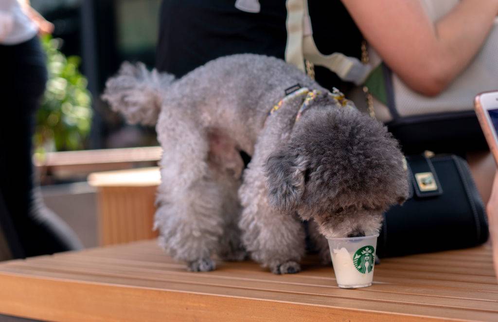 a dog licking whipped cream out of a starbucks cup