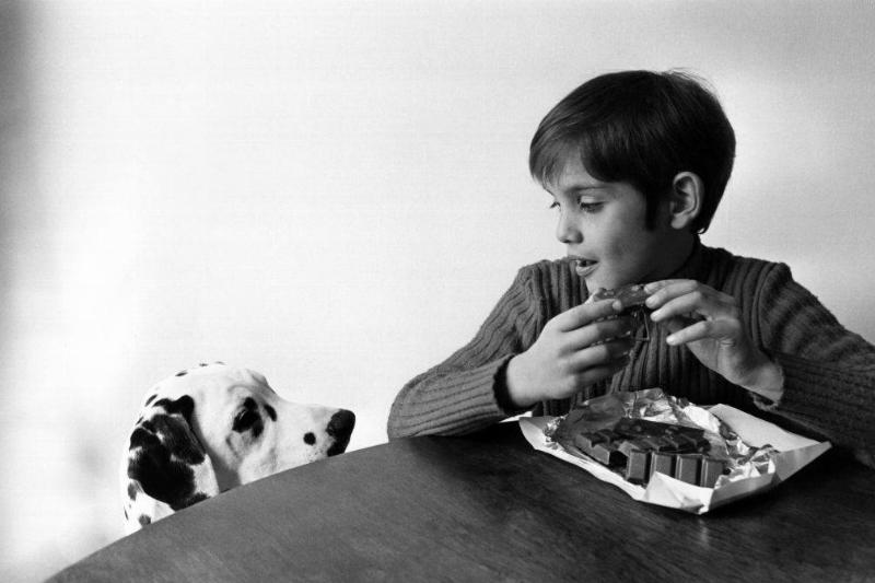 a boy keeping chocolate away from a dalmatian
