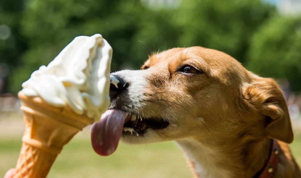 a dog licking an ice cream cone