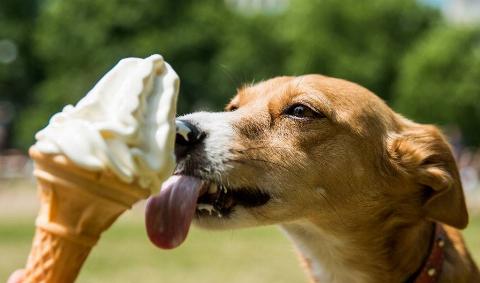 a dog licking an ice cream cone