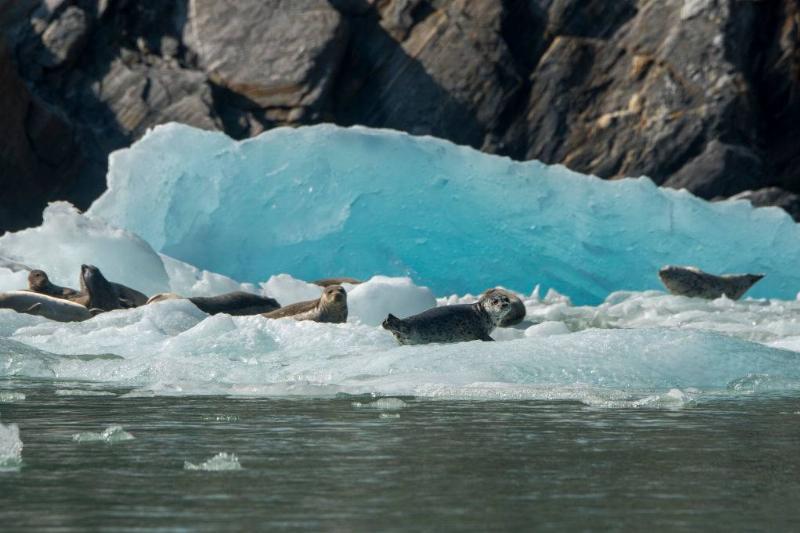 seals resting on icebergs in juneau, alaska