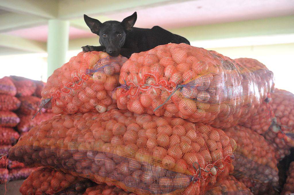 a black dog on top of several bags of onions