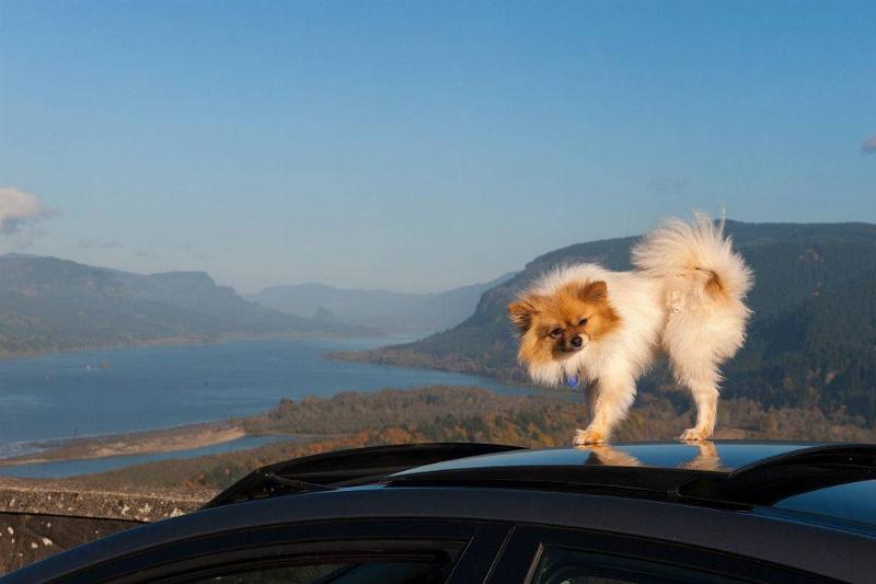 Pomeranian dog on the roof of a car in portland, oregon