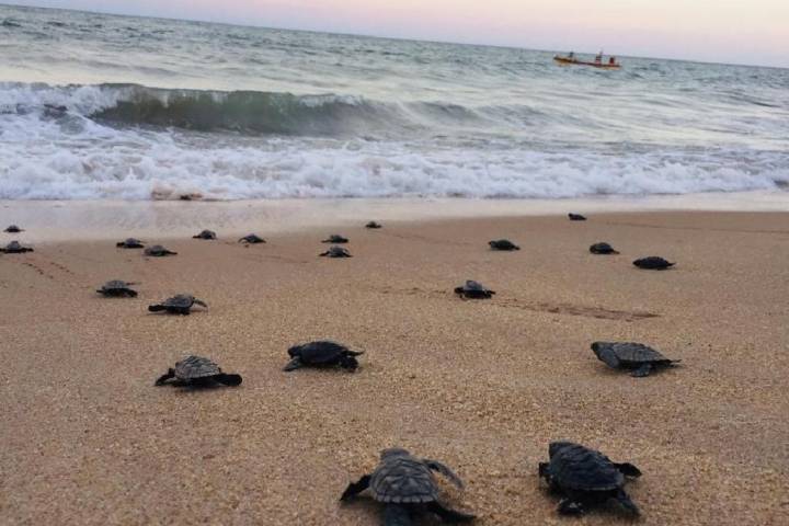 Hawksbill sea turtle hatchlings crawl toward the surf on Janga Beach in Paulista, Brazil, on March 22, 2020. Paulista City Hall