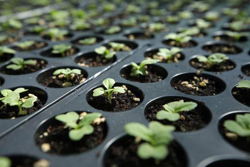 Cabbage seedlings are grown