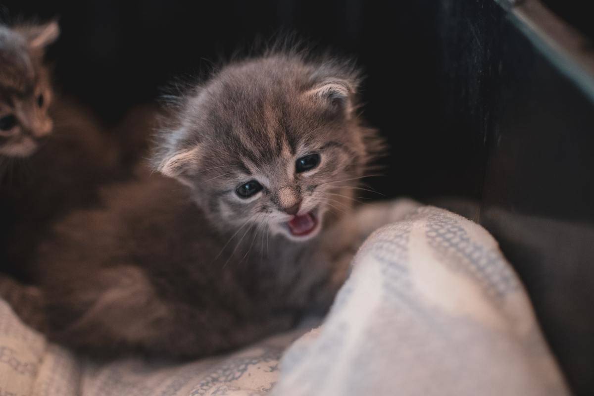 meowing kitten