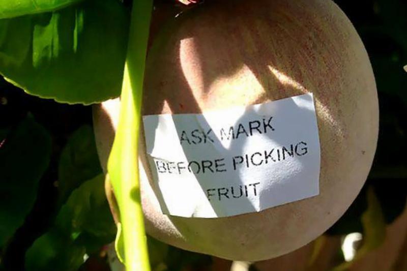 picking-fruit-neighbor-note-67321