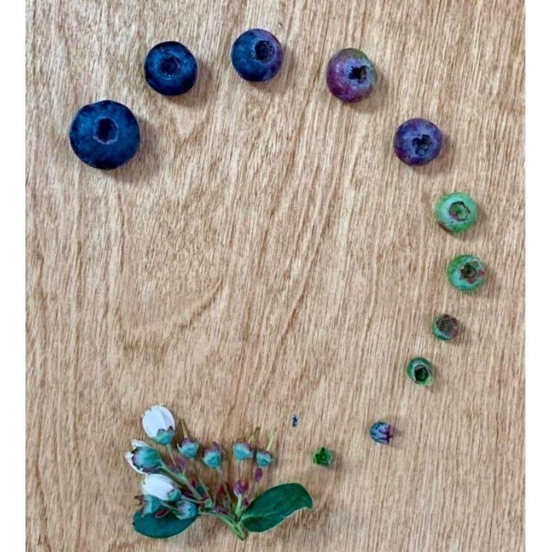 the blueberry growth cycle