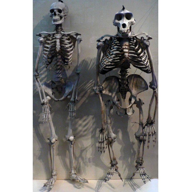 the difference between a gorilla and a person