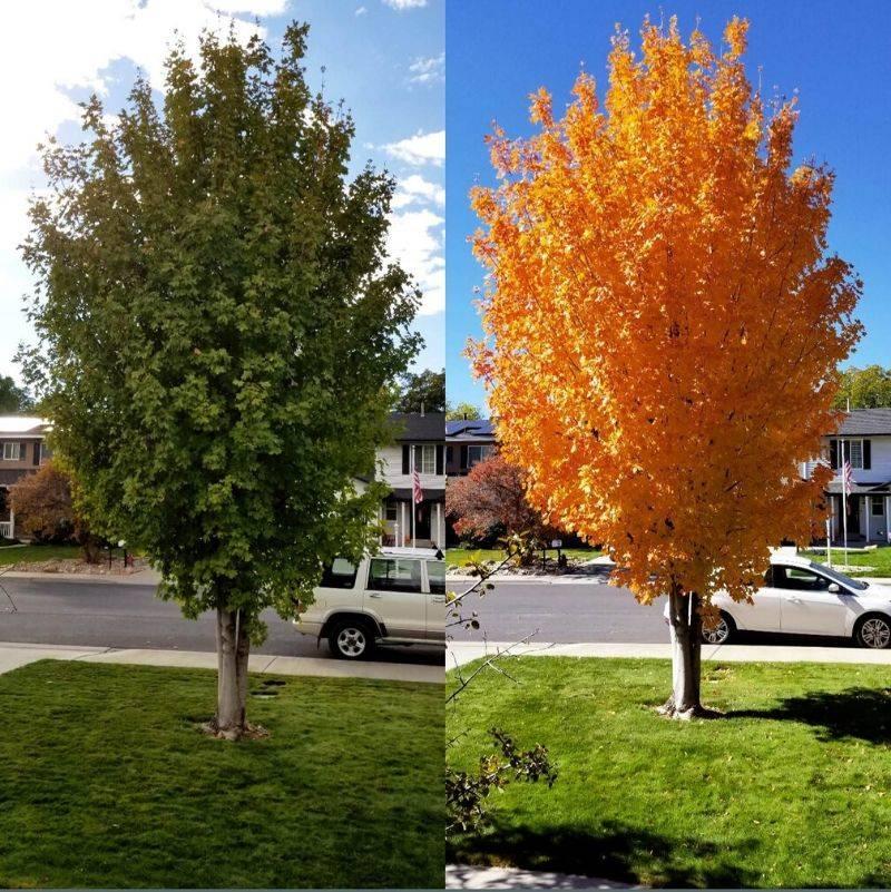 the same tree in different seasons 