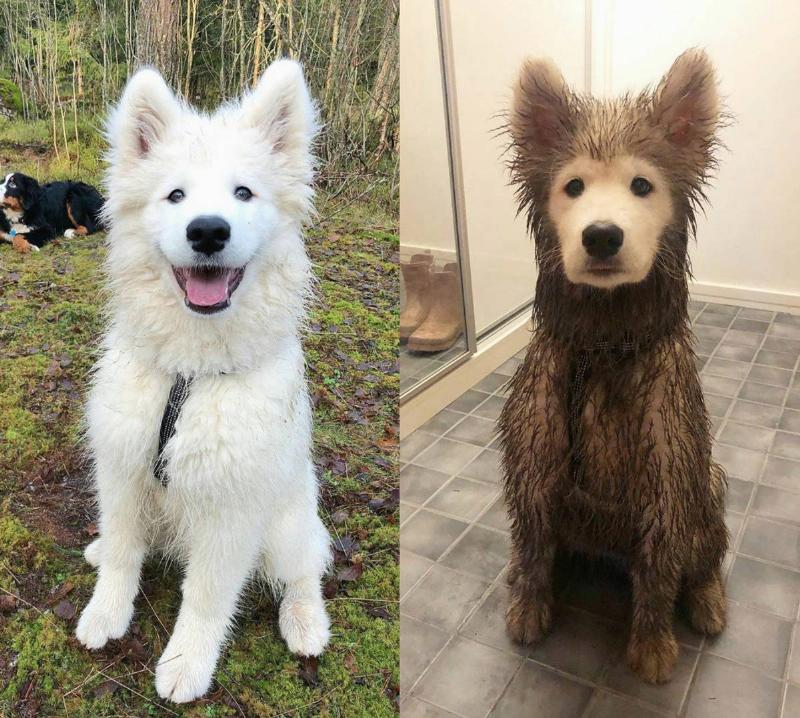 dog seen clean and white vs. brown and dirty