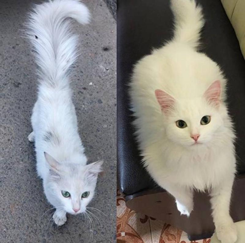 cat when found on the street vs. after a month of living in home