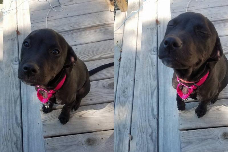 dog looking up vs. dog smiling