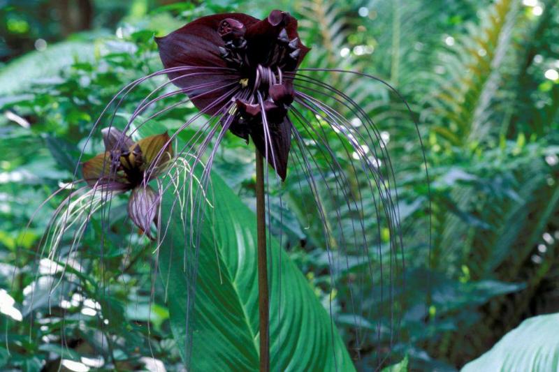 a black flower shaped like a bat