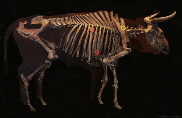 The Vig-aurochs, one of two very well-preserved aurochs skeletons found in Denmark. The circles indicate where the animal was wounded by arrows. Malene Thyssen CC BY-SA 3.0