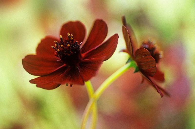 a deep red flower with a yellow stem