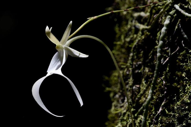 a white flower shaped like a person