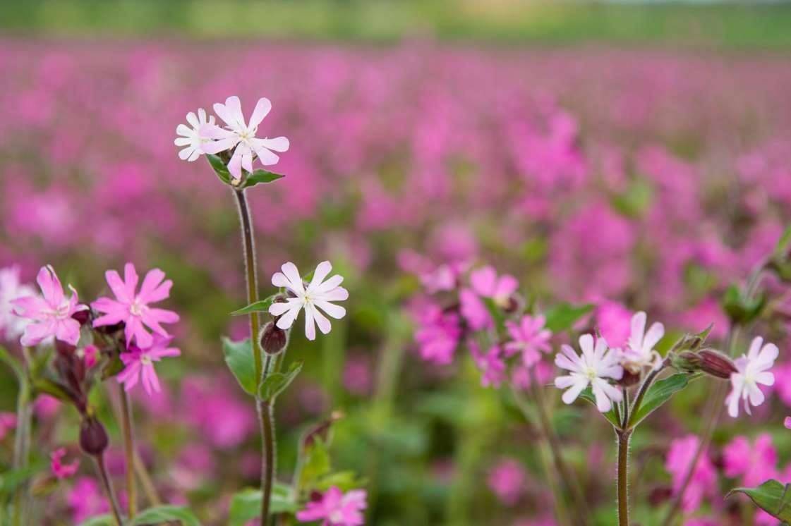 gibraltar campion
